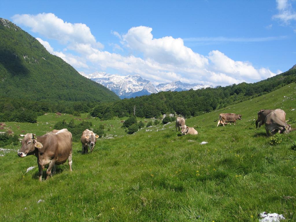 Tourist Farm Zvanc Kobarid Εξωτερικό φωτογραφία